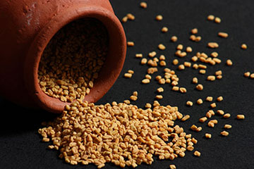 Fenugreek